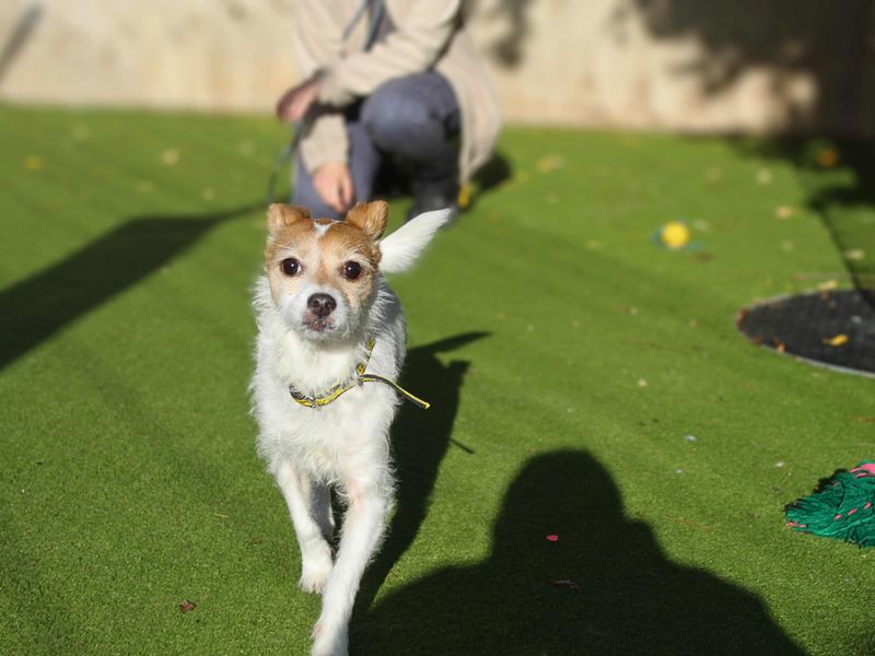 Jack Russell Terrier for adoption in Manchester – 10 years old - Image 5 of 5