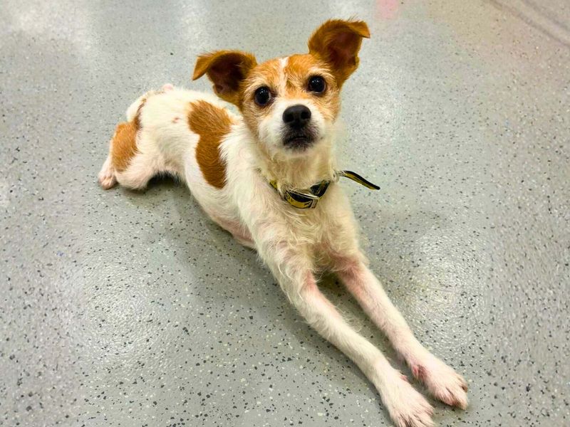 Jack Russell Terrier for adoption in Manchester – 10 years old - Image 4 of 5