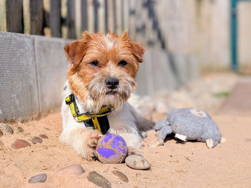 Jack Russell for adoption in Cardiff, Glamorgan – 1 year old - Image 4 of 7