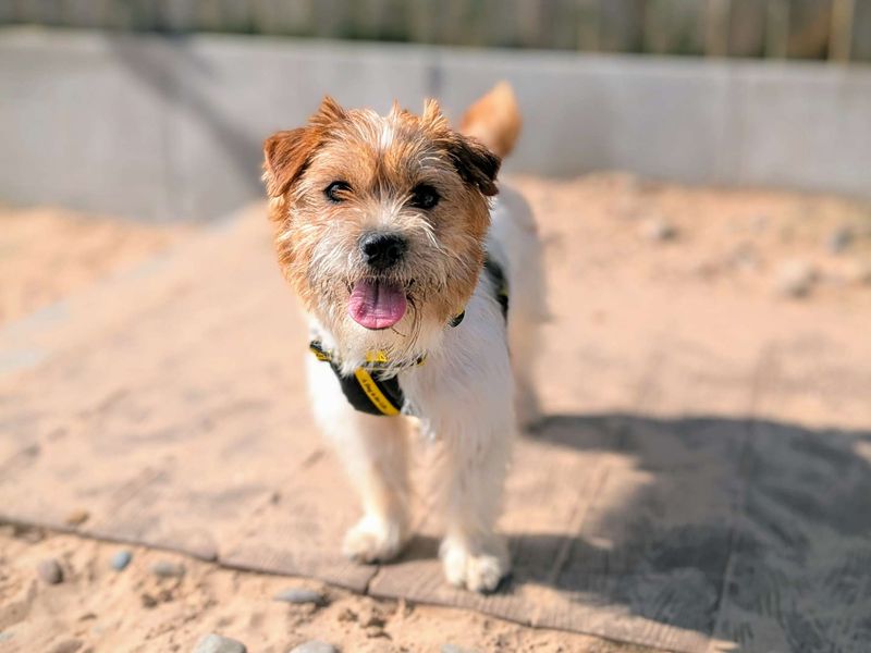 Sully for sale in Cardiff, Glamorgan | Image 2