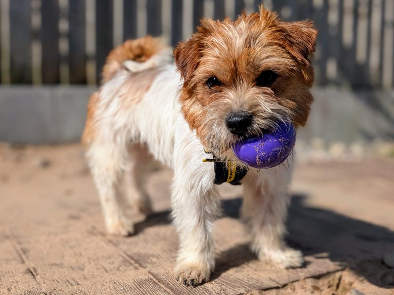 Jack Russell for adoption in Cardiff, Glamorgan – 1 year old - Image 6 of 7