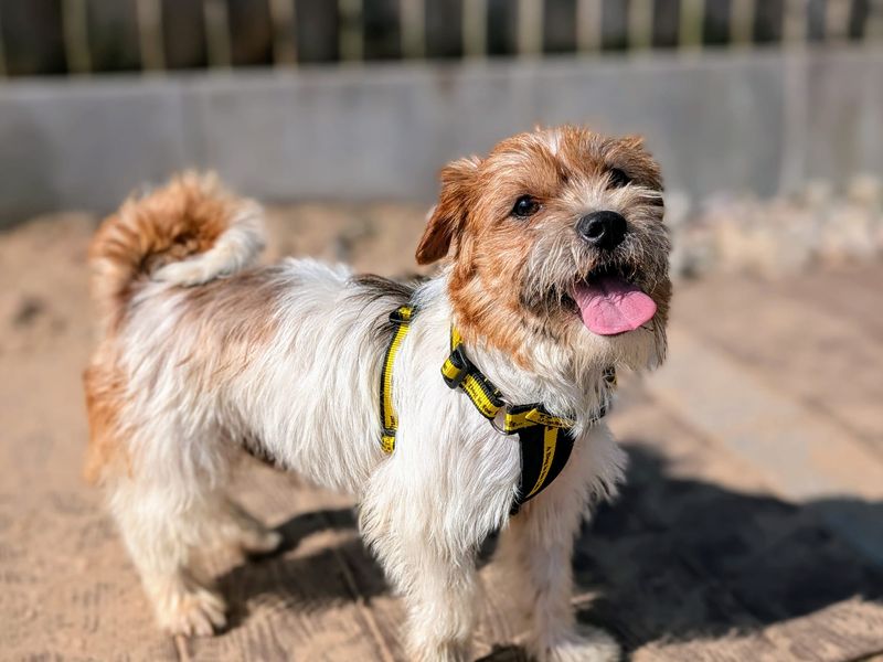 Jack Russell for adoption in Cardiff, Glamorgan – 1 year old - Image 7 of 7