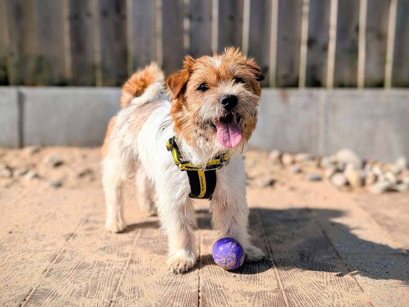 Sully | Shih Tzu Cross | Cardiff - 1