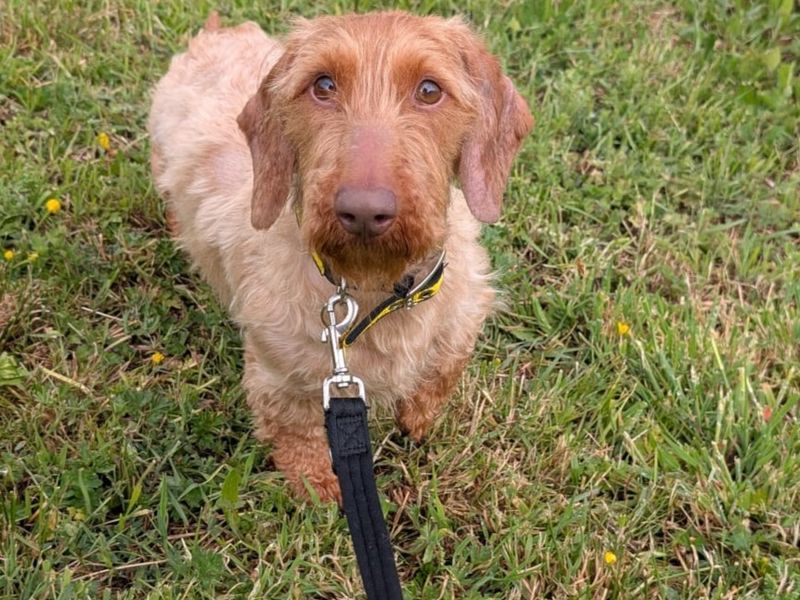 Dudley | Dachshund (Long Haired) | Cumbria rehoming - 1