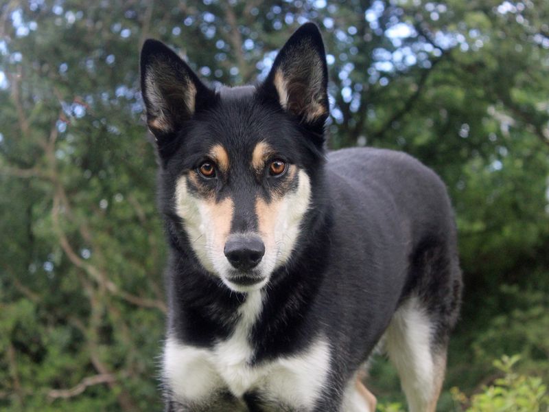 Siberian Husky for adoption in Liverpool, Merseyside – 3 years old