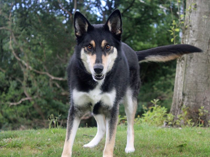 Siberian Husky for adoption in Liverpool, Merseyside – 3 years old - Image 2 of 3
