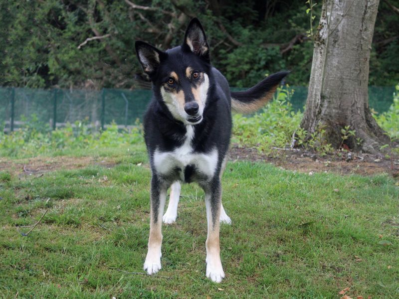 Siberian Husky for adoption in Liverpool, Merseyside – 3 years old - Image 3 of 3