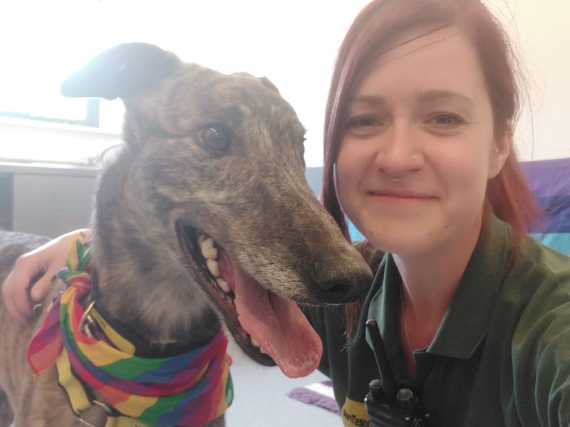 Greyhound Dogs And Puppies For Adoption, Rehoming And Rescue In Chester, Cheshire