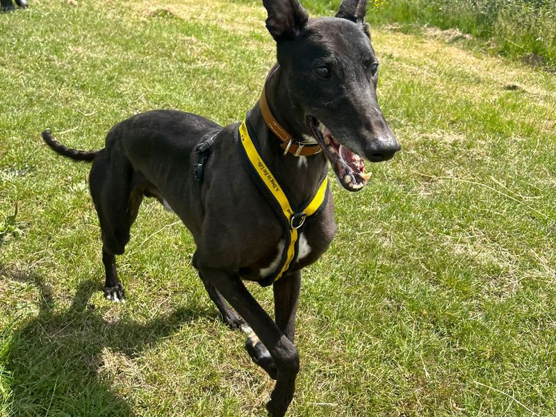 Ronnie for sale in Uxbridge, London