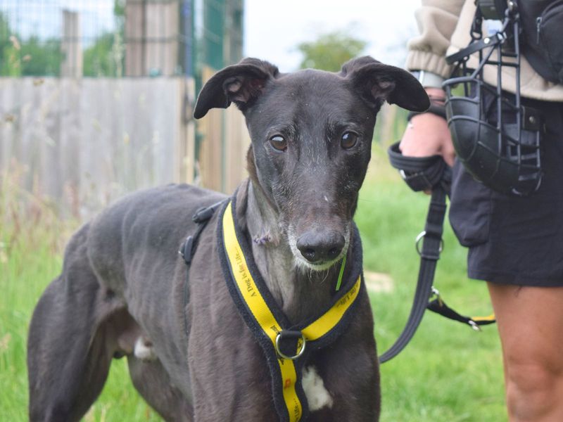 Ronnie | Greyhound | Harefield West London - 1
