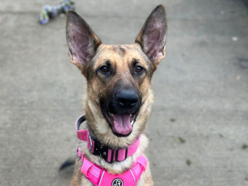 German Shepherd for adoption in Uxbridge, London – 1 year old - Image 2 of 2