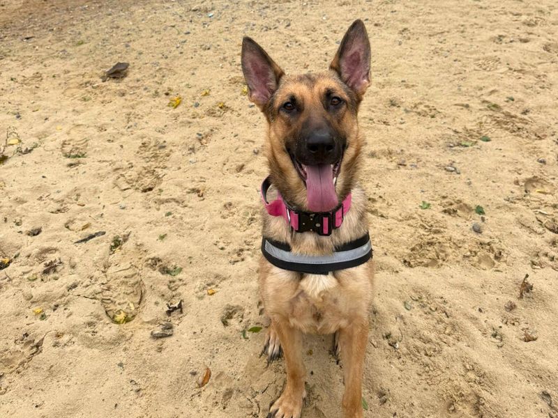 German Shepherd for adoption in Uxbridge, London – 1 year old