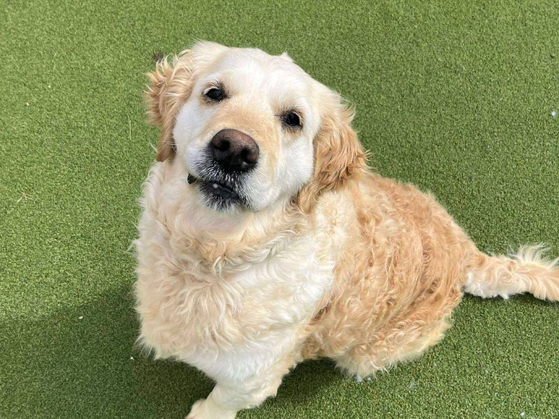 Lavender | Retriever (Golden) | Evesham (Worcestershire) - 1