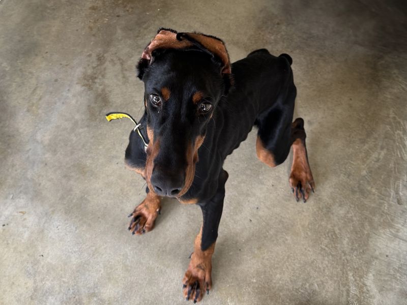 Duke | Dobermann | Basildon (Essex) - 1