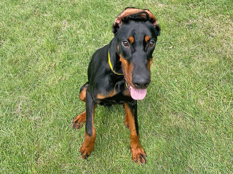 Duke | Dobermann | Basildon (Essex) - 1