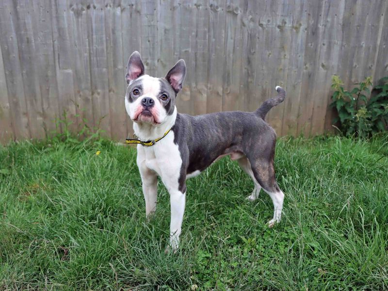 Lennox | Terrier (Boston) Cross | Darlington - 1