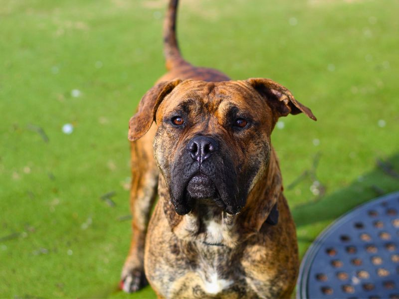 Staffordshire Bull Terrier for adoption in Manchester, Greater Manchester – 2 years old - Image 2 of 4