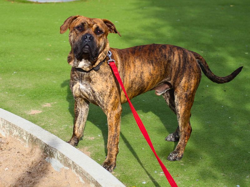 Staffordshire Bull Terrier for adoption in Manchester, Greater Manchester – 2 years old - Image 3 of 4
