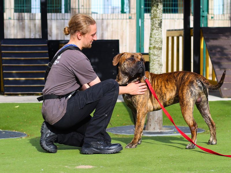 Staffordshire Bull Terrier for adoption in Manchester, Greater Manchester – 2 years old - Image 4 of 4