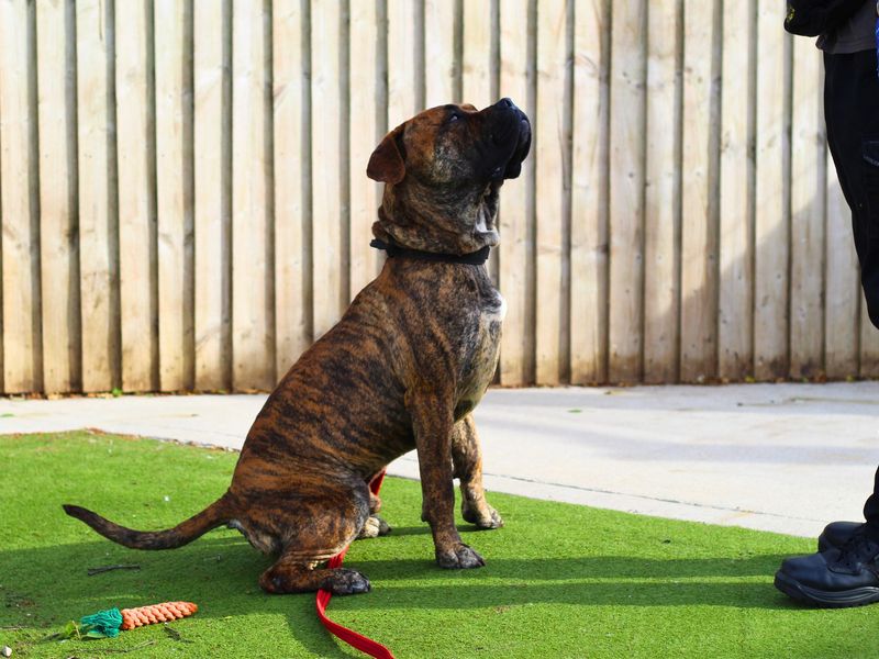 Dinks for sale in Manchester, Greater Manchester