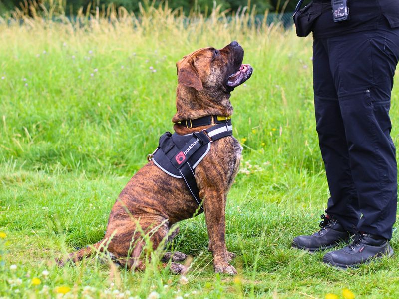 Mastiff for adoption in Manchester, Greater Manchester – 2 years old - Image 7 of 7