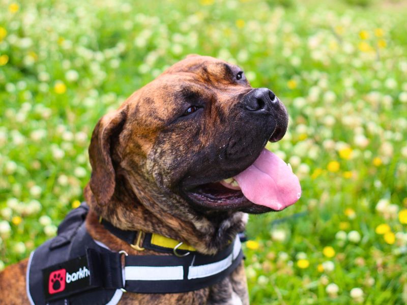 Mastiff for adoption in Manchester, Greater Manchester – 2 years old - Image 5 of 7