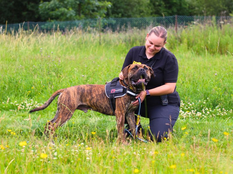 Mastiff for adoption in Manchester, Greater Manchester – 2 years old - Image 2 of 7
