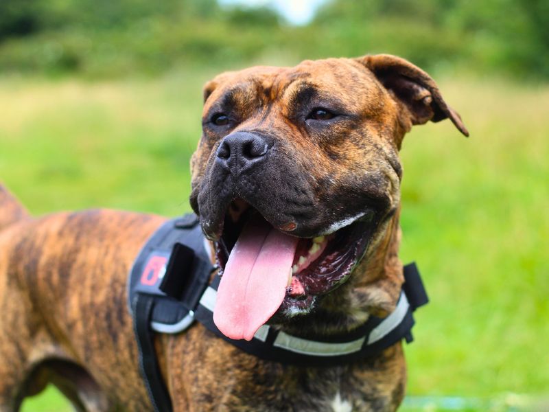 Mastiff for adoption in Manchester, Greater Manchester – 2 years old - Image 3 of 7