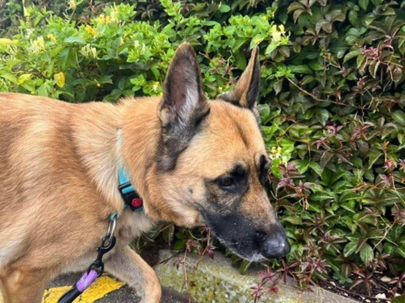 German Shepherd for adoption in Newton Tony, Wiltshire – 5 years old - Image 2 of 3