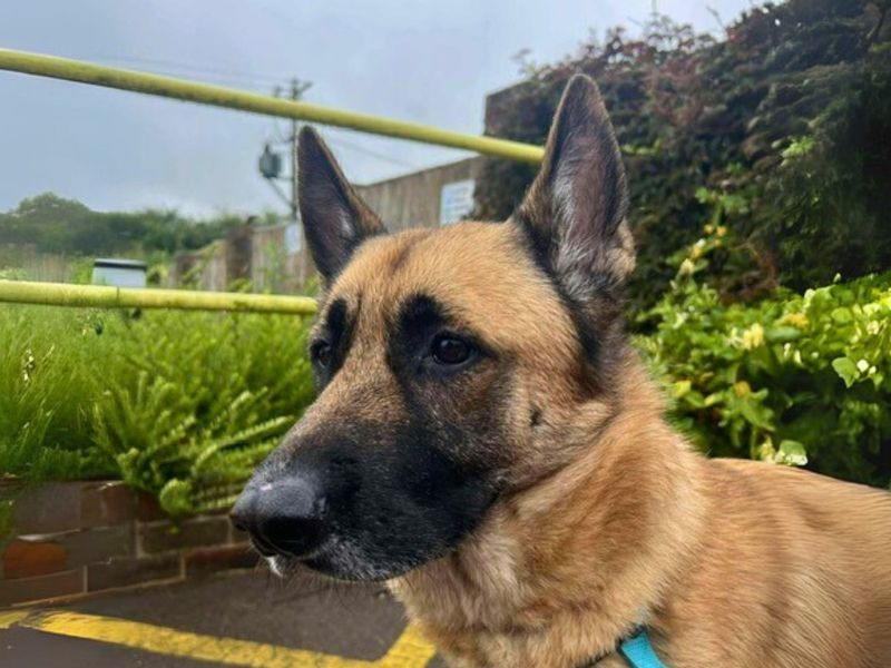 German Shepherd for adoption in Newton Tony, Wiltshire – 5 years old - Image 3 of 3
