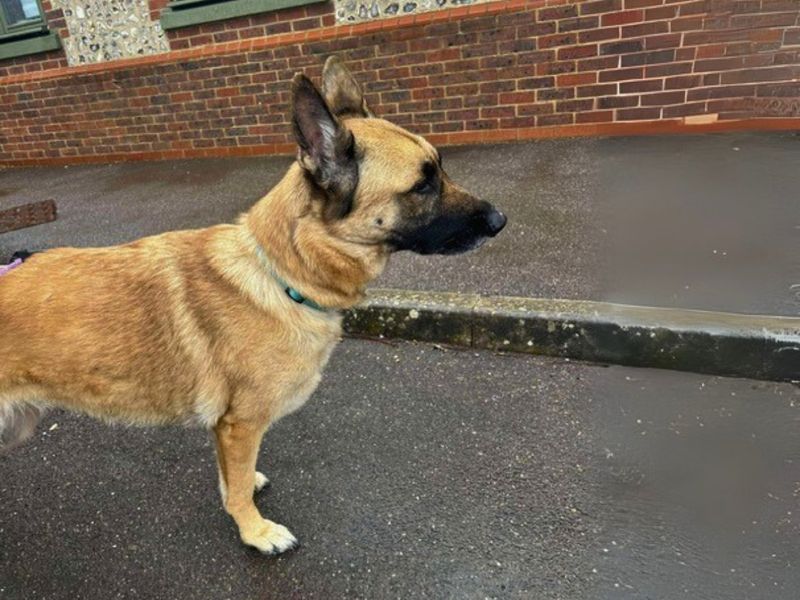 German Shepherd for adoption in Newton Tony, Wiltshire – 5 years old