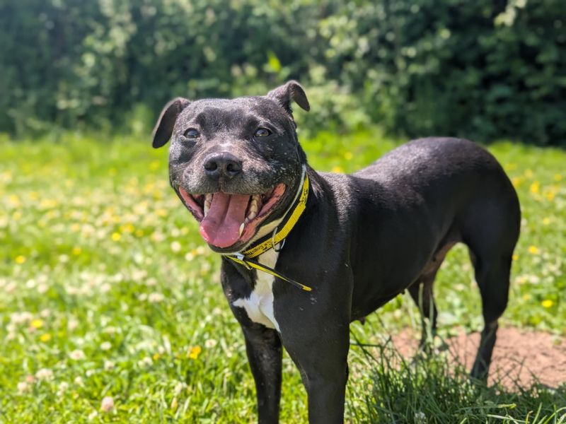 Staffordshire Bull Terrier for adoption in Mid Glamorgan, Wales – 3 years old - Image 3 of 4
