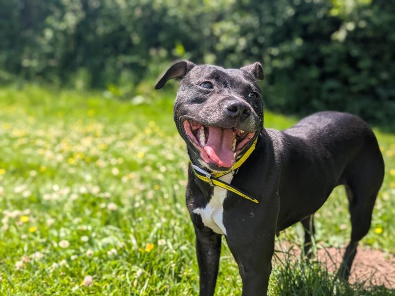 Staffordshire Bull Terrier for adoption in Mid Glamorgan, Wales – 3 years old - Image 2 of 4