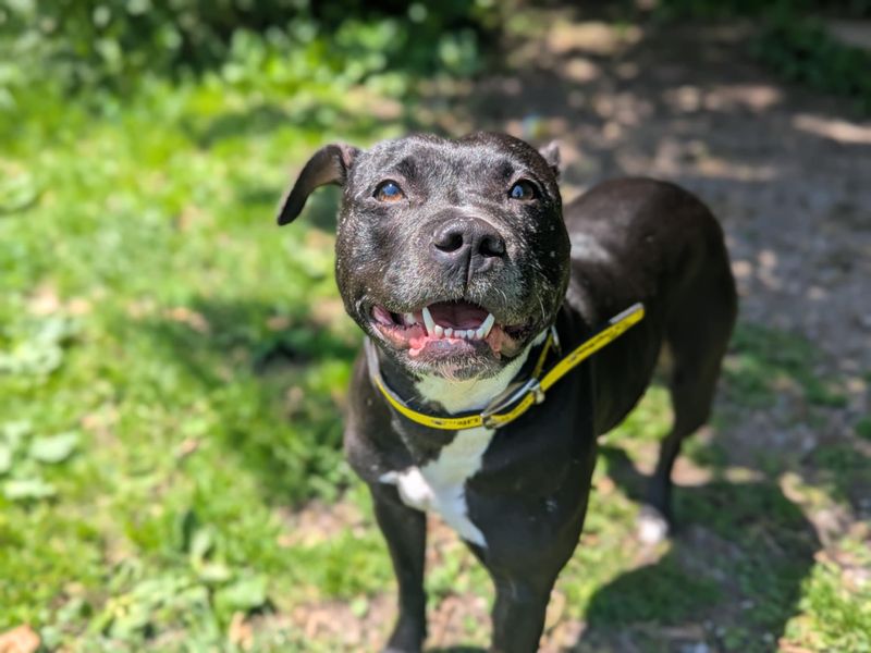 Staffordshire Bull Terrier for adoption in Mid Glamorgan, Wales – 3 years old - Image 4 of 4