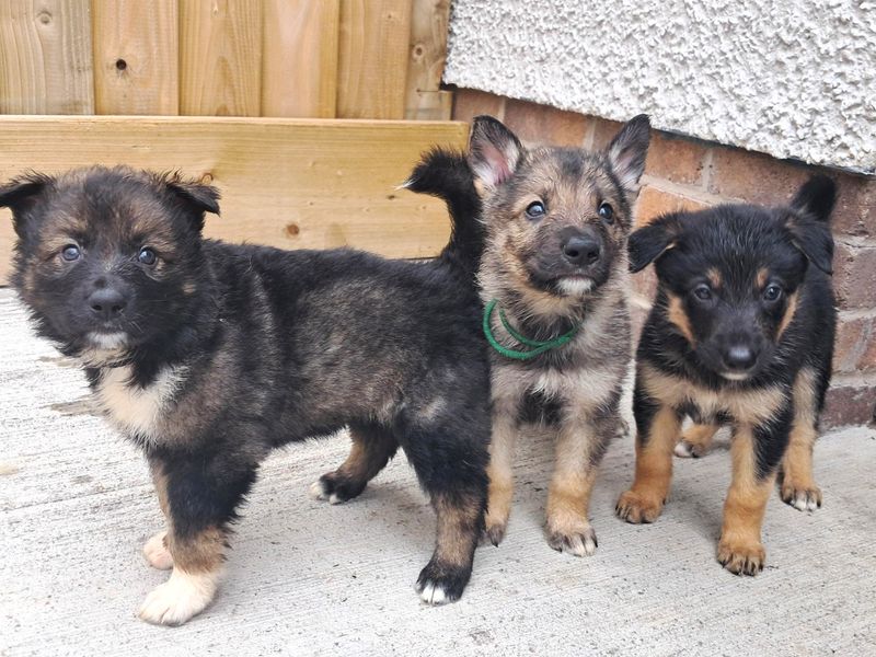 German Shepherd for adoption in Ballymena, Co Antrim – 9 weeks old - Image 2 of 4