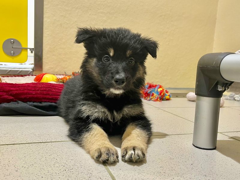 German Shepherd for adoption in Ballymena, Co Antrim – 9 weeks old