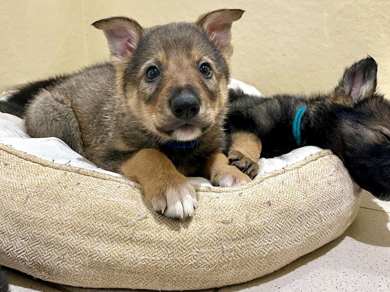 German Shepherd for adoption in Ballymena, Co Antrim – 9 weeks old - Image 3 of 4