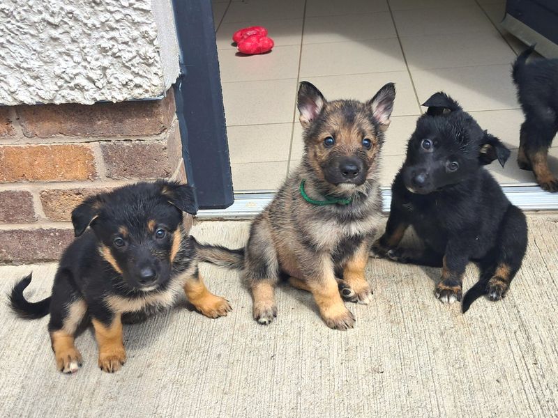 German Shepherd for adoption in Ballymena, Co Antrim – 9 weeks old - Image 4 of 4