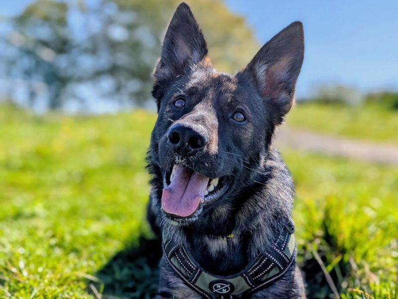 Bandit - Image 2 of 3