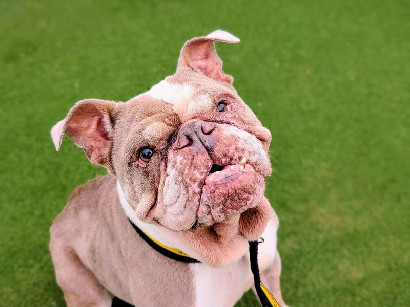 Gertrude for sale in Cardiff, Glamorgan | Image 2