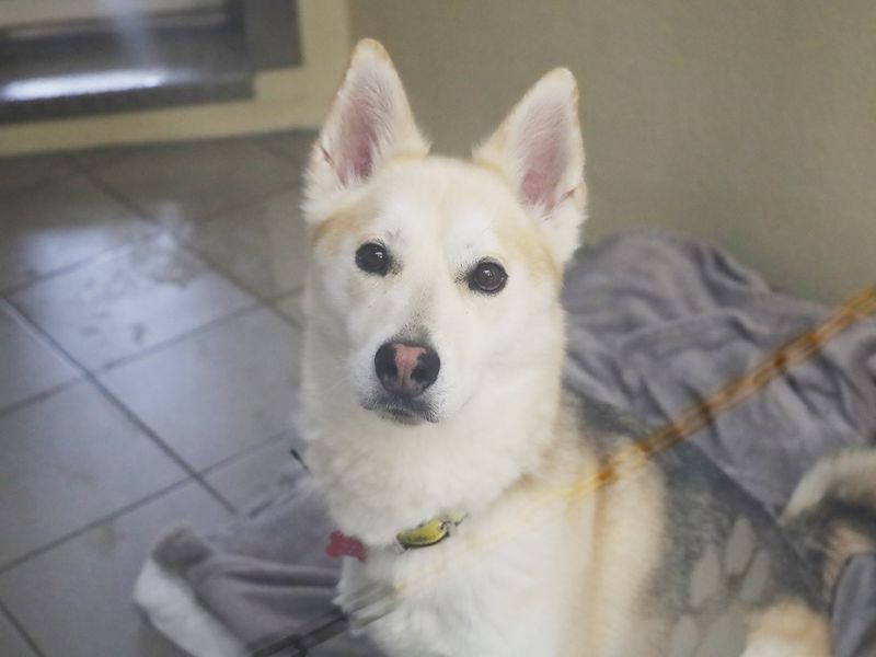 Koda for sale in Leeds, Yorkshire