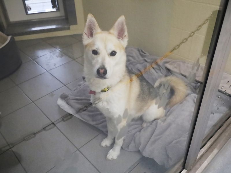 Siberian Husky for adoption in Leeds, Yorkshire – 4 years old - Image 2 of 2