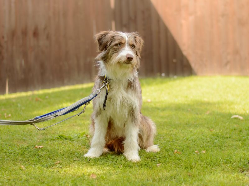 Constance | Collie (Bearded) Cross | Kenilworth (West Midlands) - 1
