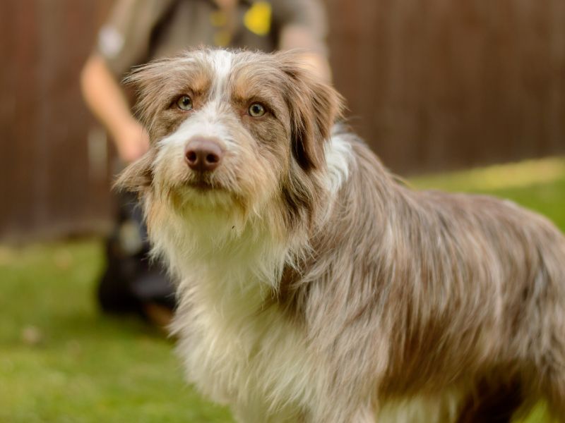 undefined | Collie (Bearded) Cross | undefined - 5