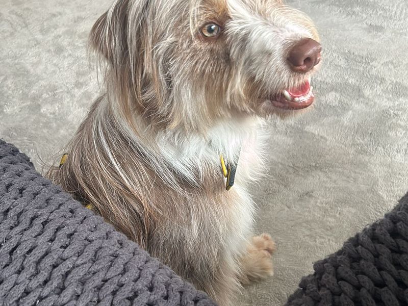 undefined | Collie (Bearded) Cross | undefined - 2