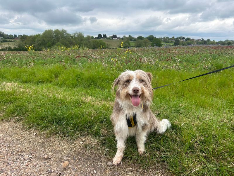 undefined | Collie (Bearded) Cross | undefined - 1