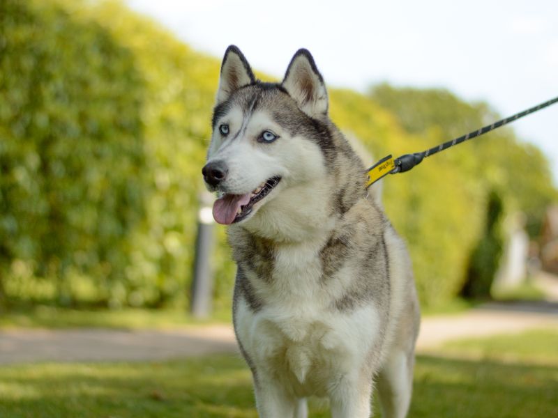 Siberian Husky for adoption in Kenilworth, Warks – 4 years old - Image 2 of 4