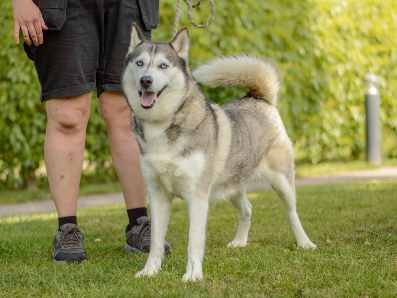 Siberian Husky for adoption in Kenilworth, Warks – 4 years old - Image 3 of 4