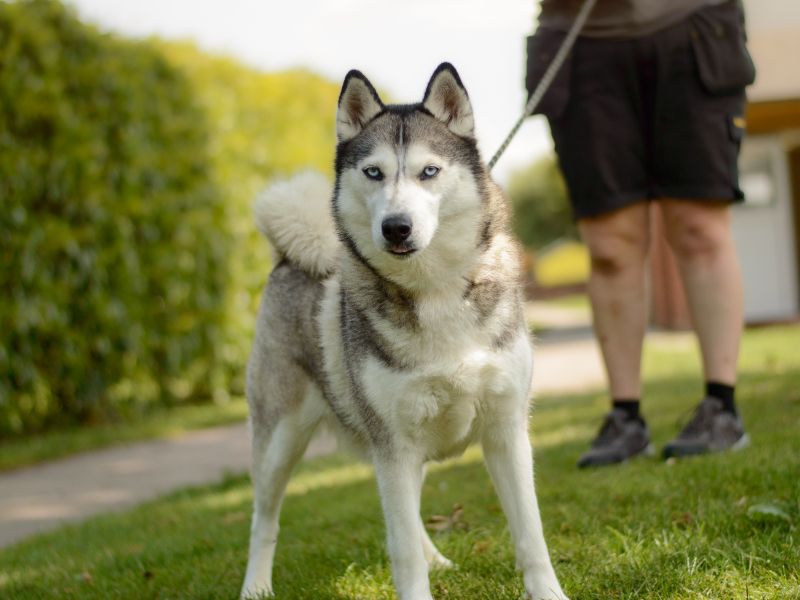 Siberian Husky for adoption in Kenilworth, Warks – 4 years old - Image 4 of 4