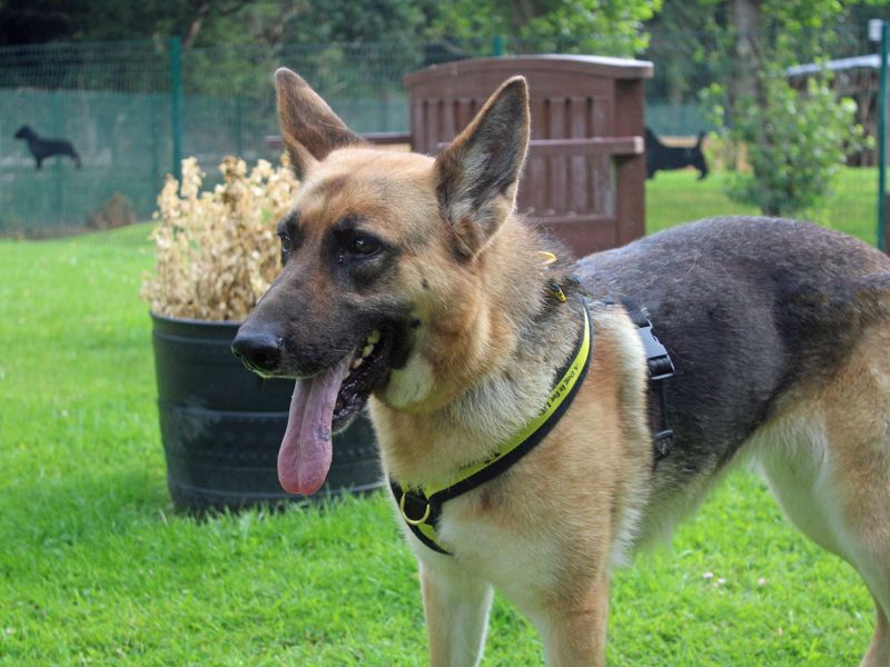 German Shepherd for adoption in Liverpool, Merseyside – 4 years old - Image 3 of 4